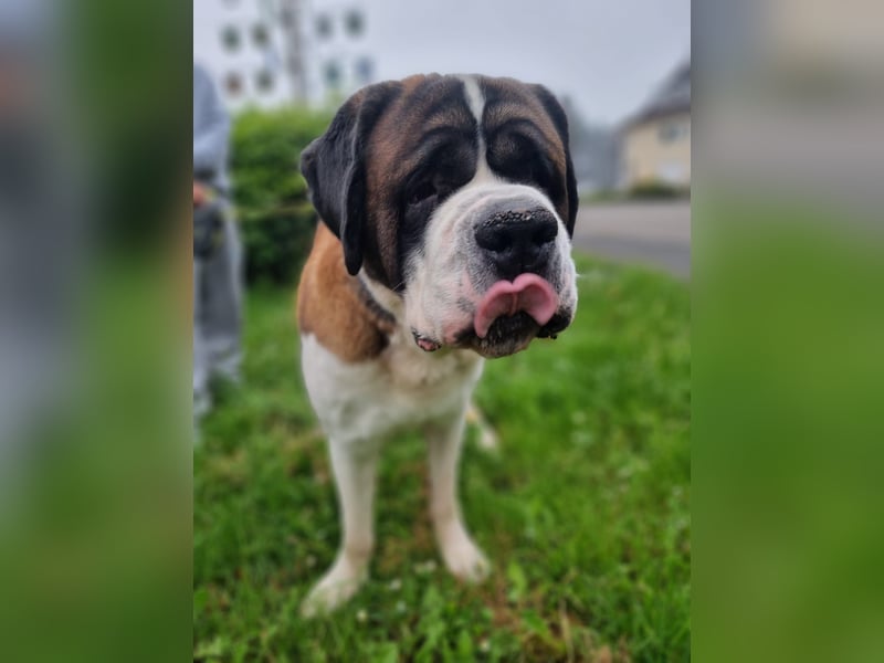 Elvis sucht seine Menschen