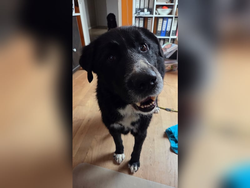 Cody großer Bernhardiner Hütehund Mischling Rüde sucht Zuhause für immer