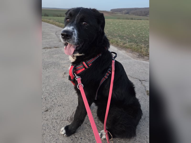 lieber junger Bernhardiner Mischling sucht ein Zuhause