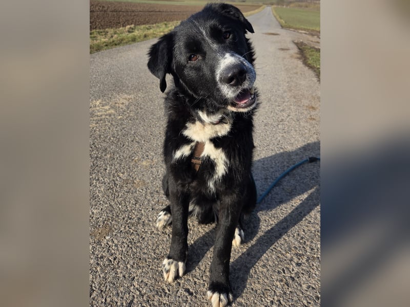 lieber junger Bernhardiner Mischling sucht ein Zuhause