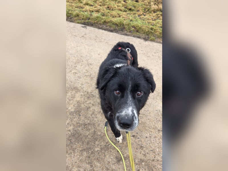 Cody großer Bernhardiner Hütehund Mischling Rüde sucht Zuhause für immer