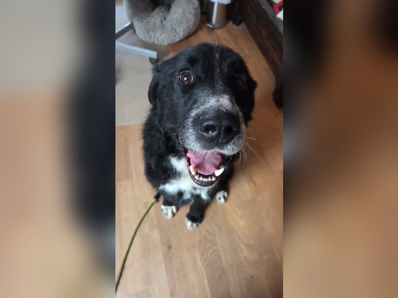 Cody großer Bernhardiner Hütehund Mischling Rüde sucht Zuhause für immer