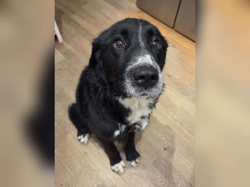 lieber junger Bernhardiner Mischling sucht ein Zuhause