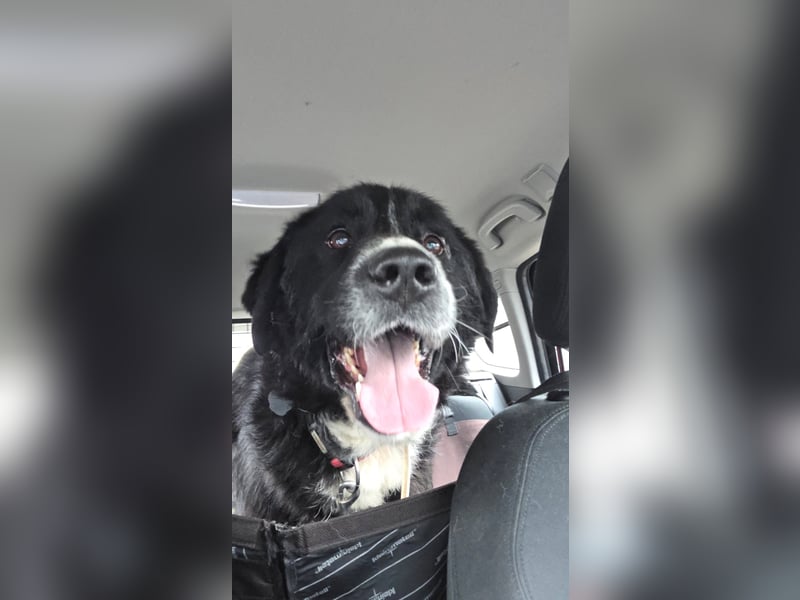 Cody großer Bernhardiner Hütehund Mischling Rüde sucht Zuhause für immer