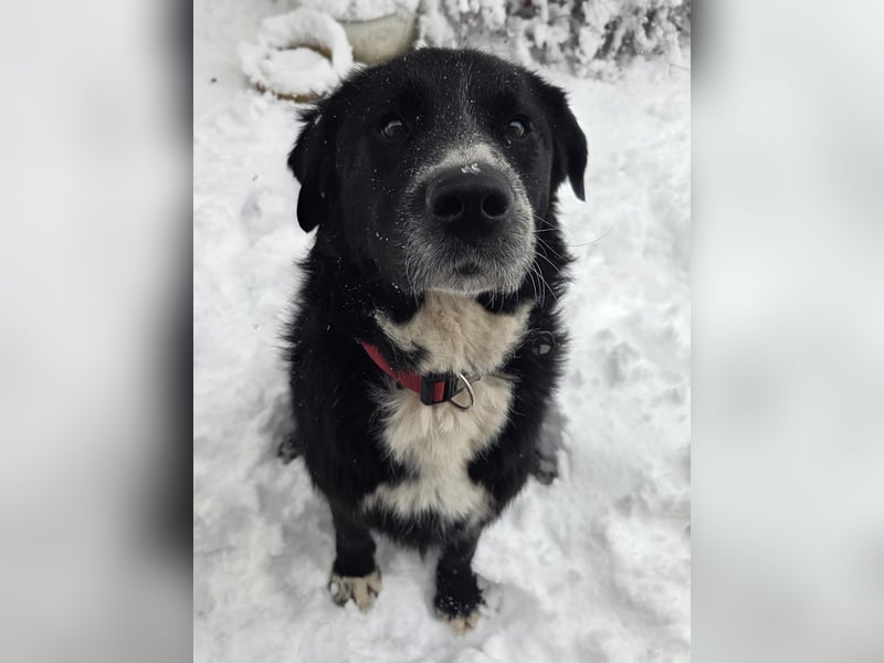lieber junger Bernhardiner Mischling sucht ein Zuhause