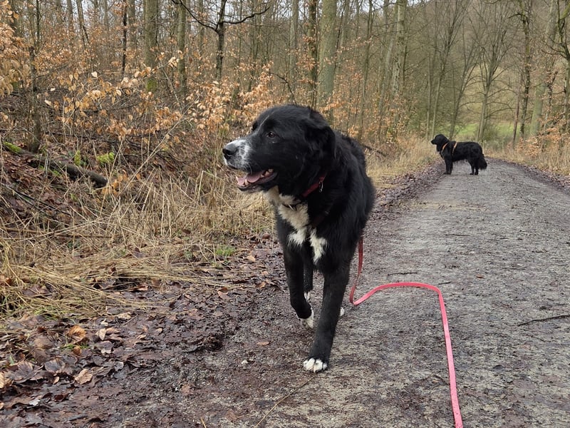 lieber junger Bernhardiner Mischling sucht ein Zuhause