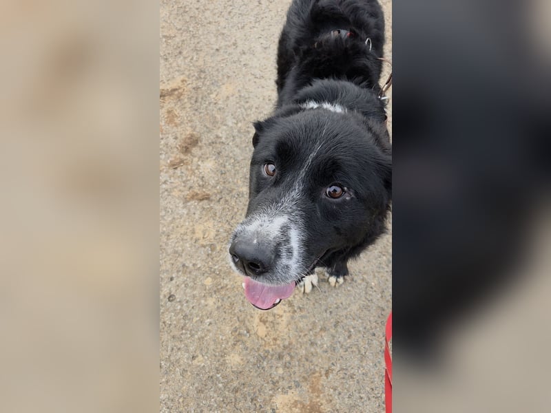 Cody großer Bernhardiner Hütehund Mischling Rüde sucht Zuhause für immer