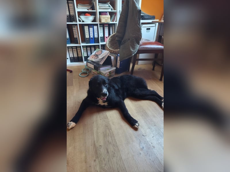 Cody großer Bernhardiner Hütehund Mischling Rüde sucht Zuhause für immer