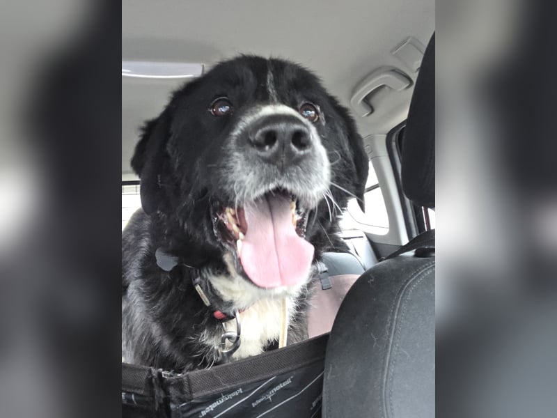 lieber junger Bernhardiner Mischling sucht ein Zuhause