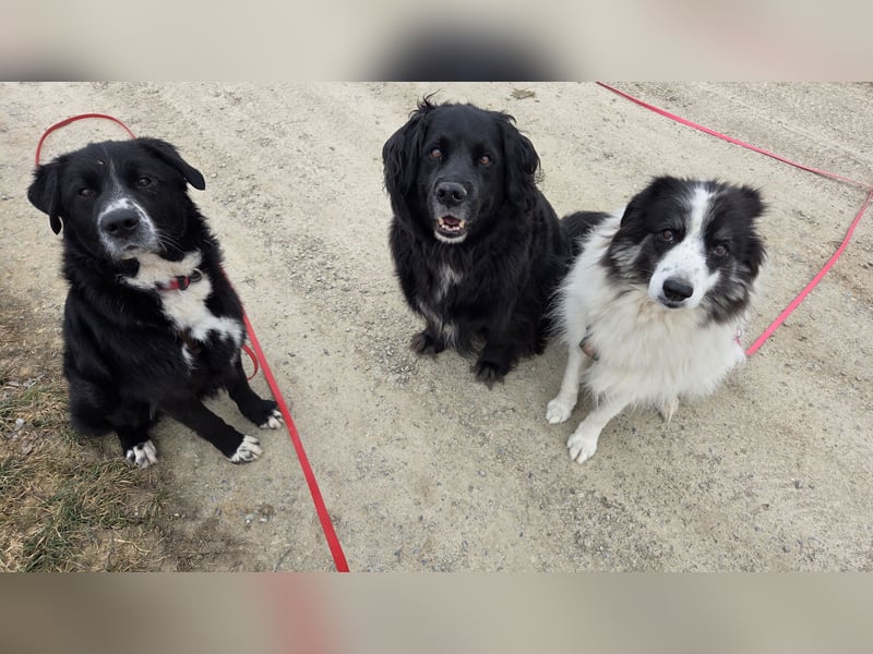 lieber junger Bernhardiner Mischling sucht ein Zuhause