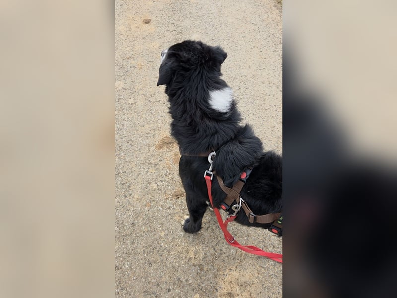 Cody großer Bernhardiner Hütehund Mischling Rüde sucht Zuhause für immer