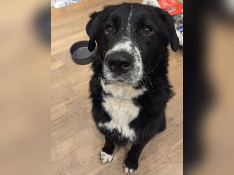 lieber junger Bernhardiner Mischling sucht ein Zuhause