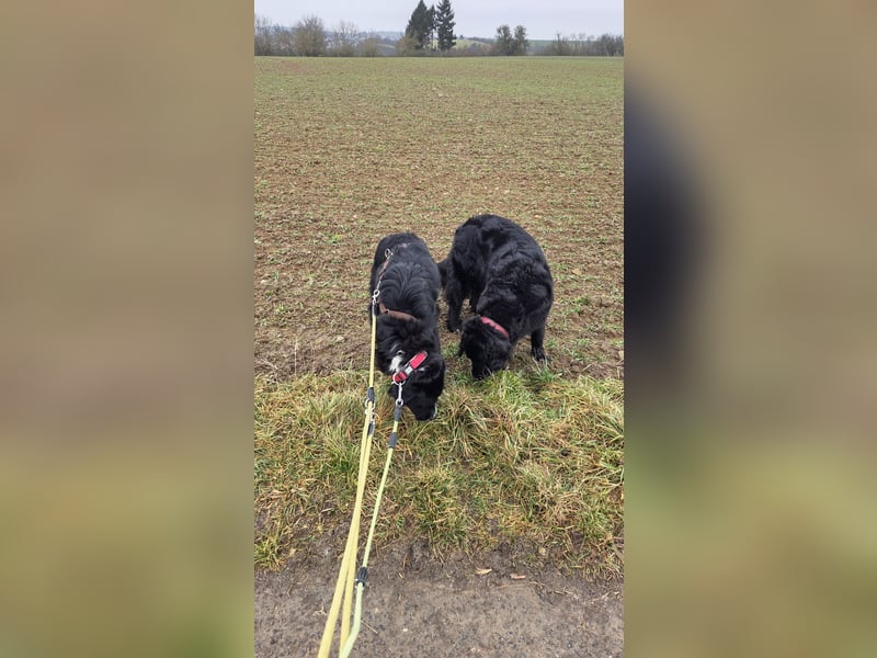 Cody großer Bernhardiner Hütehund Mischling Rüde sucht Zuhause für immer