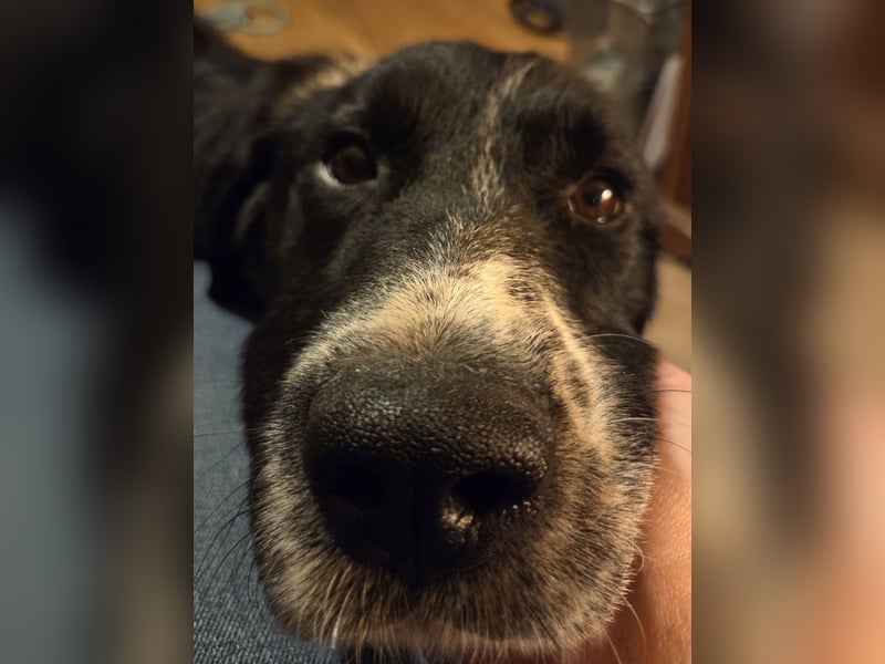 lieber junger Bernhardiner Mischling sucht ein Zuhause