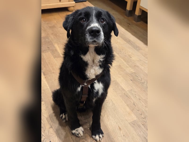 Cody großer Bernhardiner Hütehund Mischling Rüde sucht Zuhause für immer