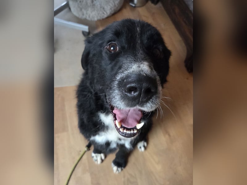 lieber junger Bernhardiner Mischling sucht ein Zuhause