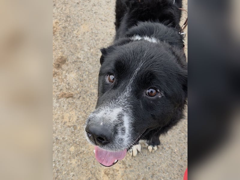 lieber junger Bernhardiner Mischling sucht ein Zuhause