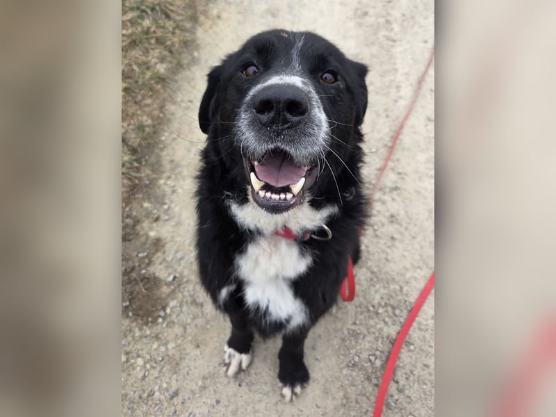 lieber junger Bernhardiner Mischling sucht ein Zuhause