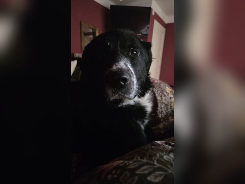 Cody großer Bernhardiner Hütehund Mischling Rüde sucht Zuhause für immer