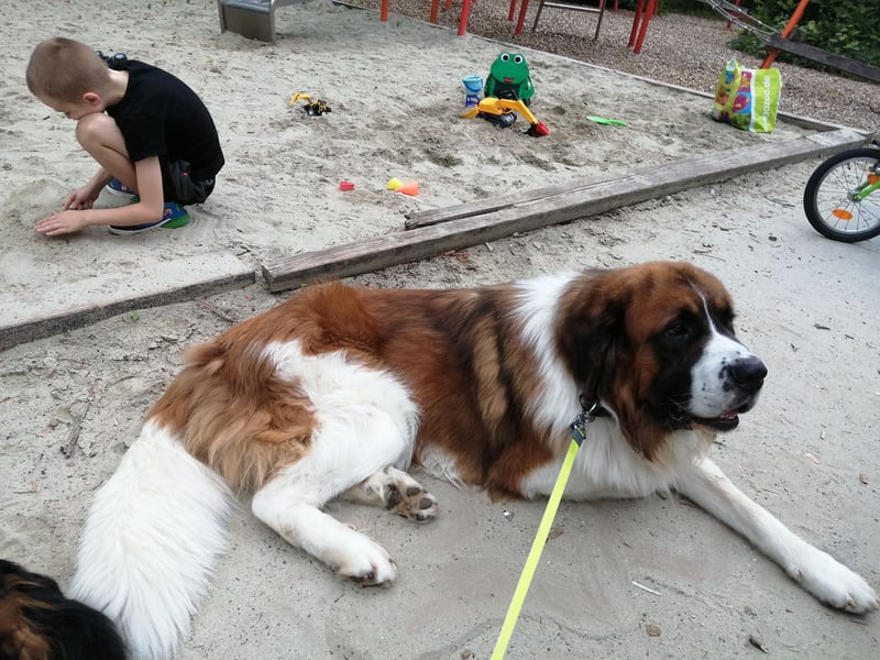 Bernhardiner Deckrüde