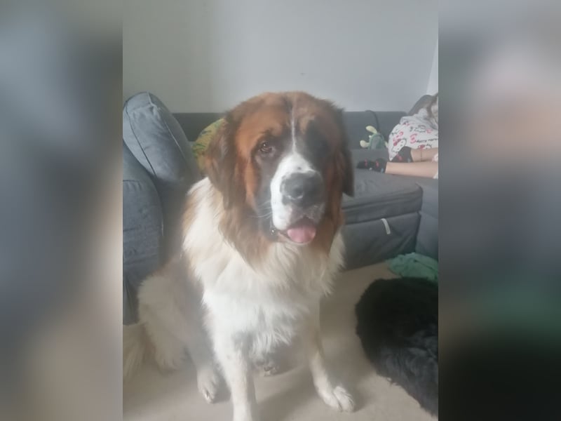 Bernhardiner Deckrüde