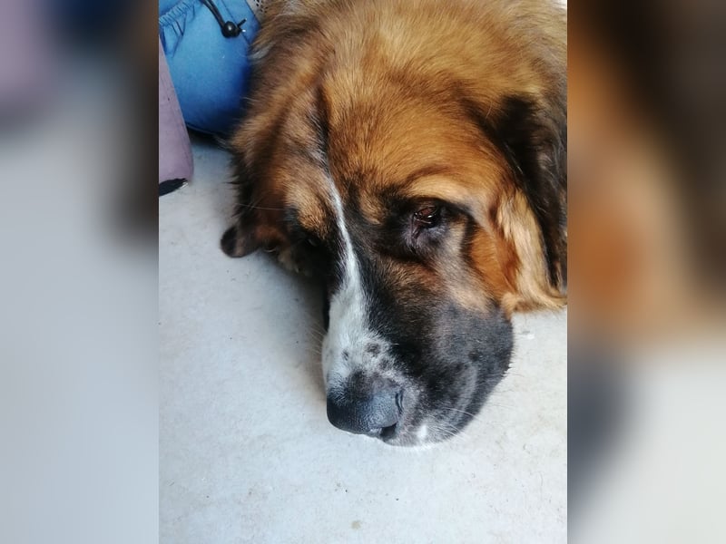 Bernhardiner Deckrüde