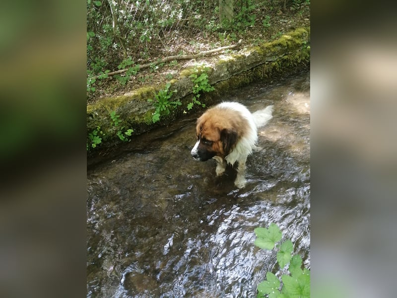 Bernhardiner Deckrüde