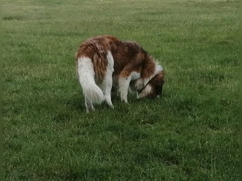 Bernhardiner Deckrüde