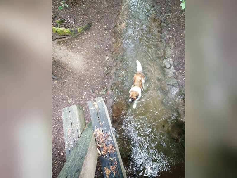 Bernhardiner Deckrüde