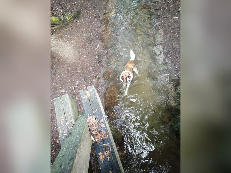 Bernhardiner Deckrüde