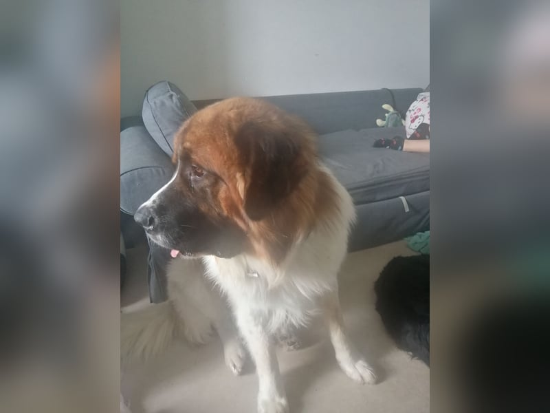 Bernhardiner Deckrüde