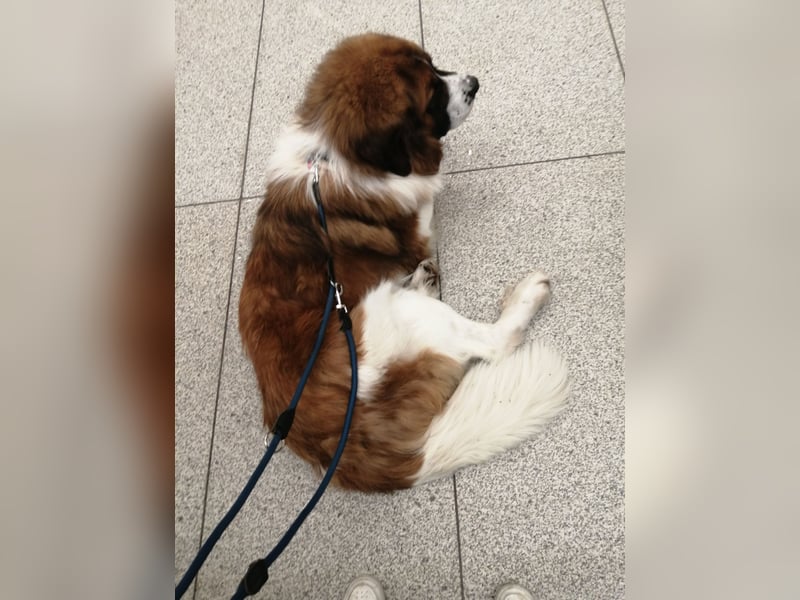 Bernhardiner Deckrüde