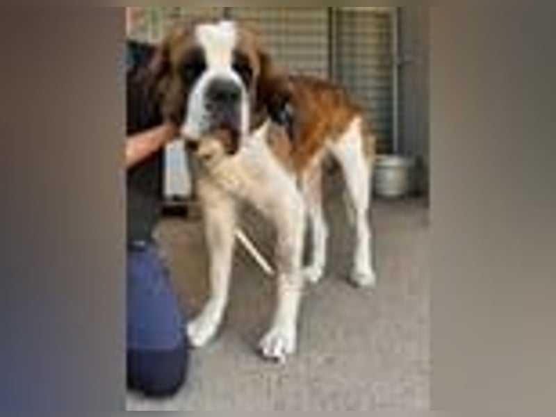 Notfall: Nebbia- von der Kette in deine Arme?