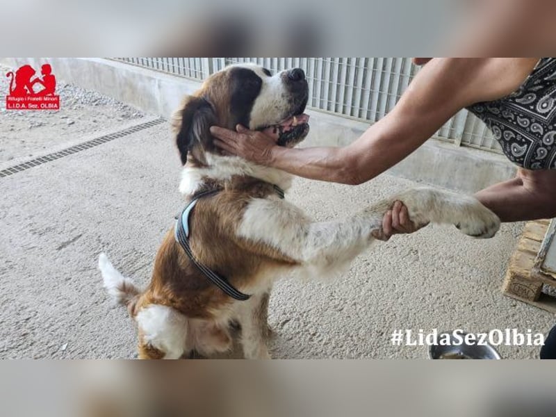 Nebbia- von der Kette in deine Arme?