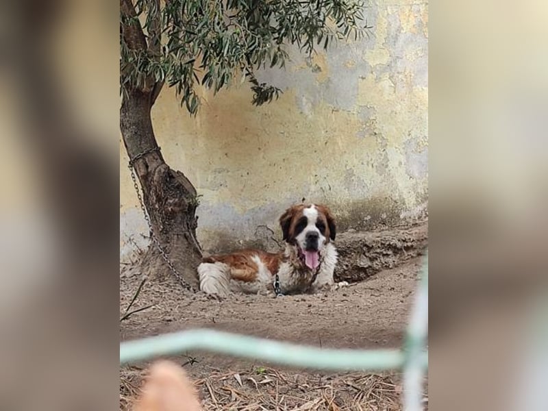 Nebbia- von der Kette in deine Arme?