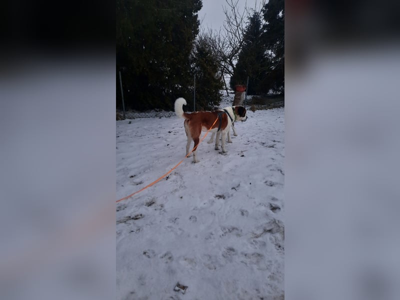 4 jähriger Bernhardiner Mix rüde sucht ein neues Zuhause