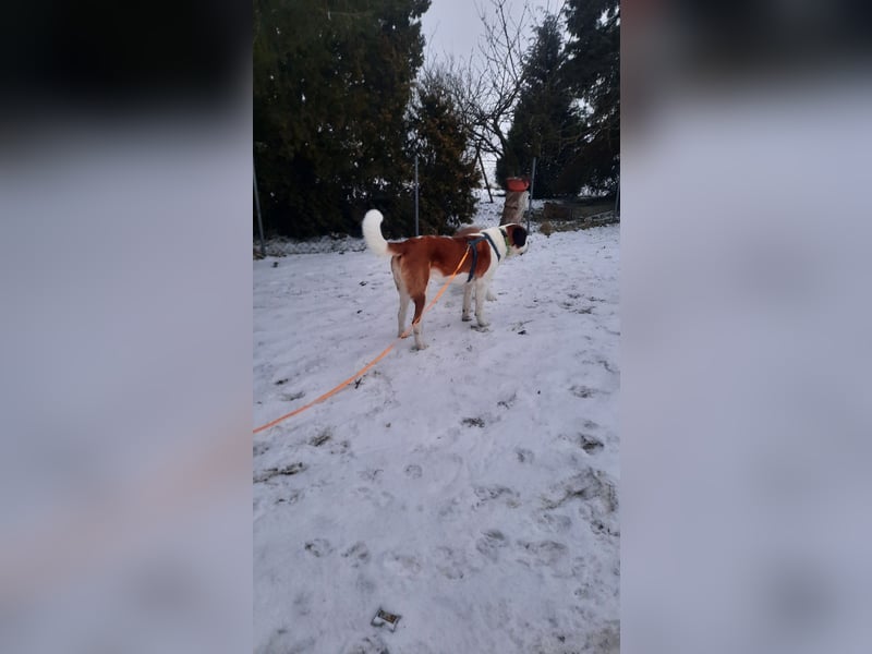 4 jähriger Bernhardiner Mix rüde sucht ein neues Zuhause