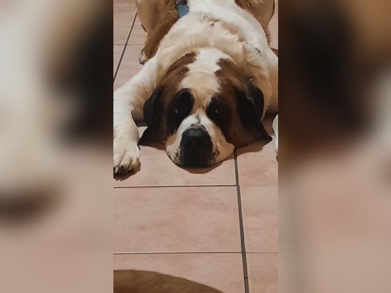 4 jähriger Bernhardiner Mix rüde sucht ein neues Zuhause