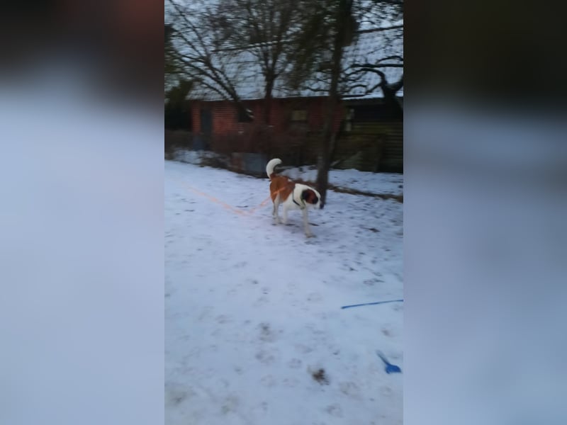 4 jähriger Bernhardiner Mix rüde sucht ein neues Zuhause