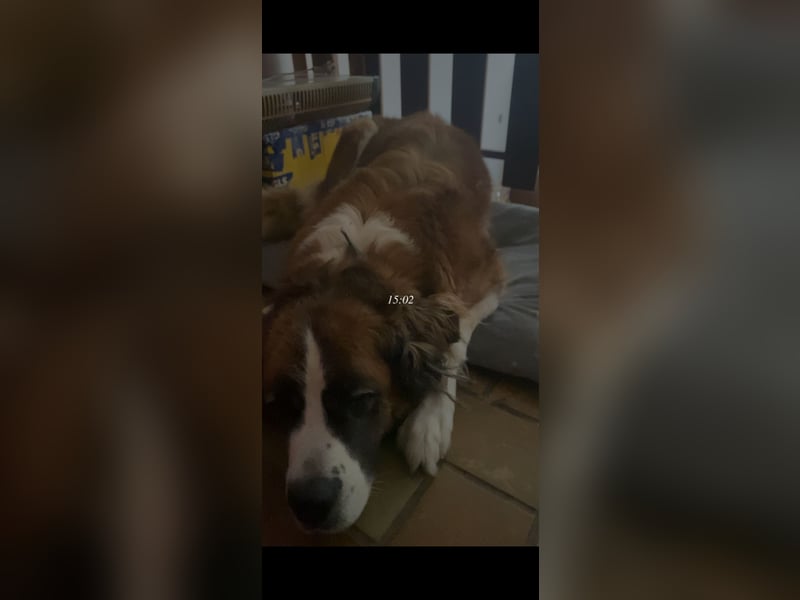 Liebevolle Hündin Bella sucht ein neues Zuhause