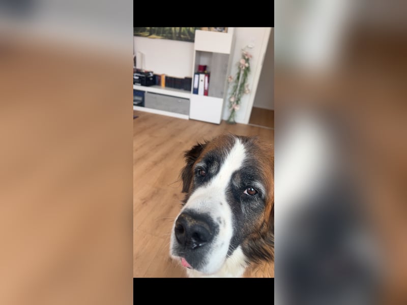 Liebevolle Hündin Bella sucht ein neues Zuhause