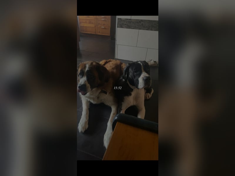 Liebevolle Hündin Bella sucht ein neues Zuhause