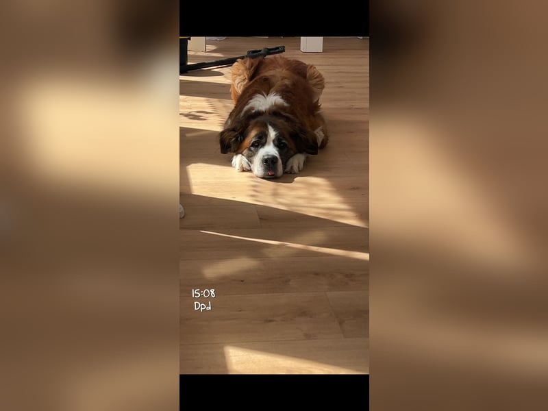 Liebevolle Hündin Bella sucht ein neues Zuhause