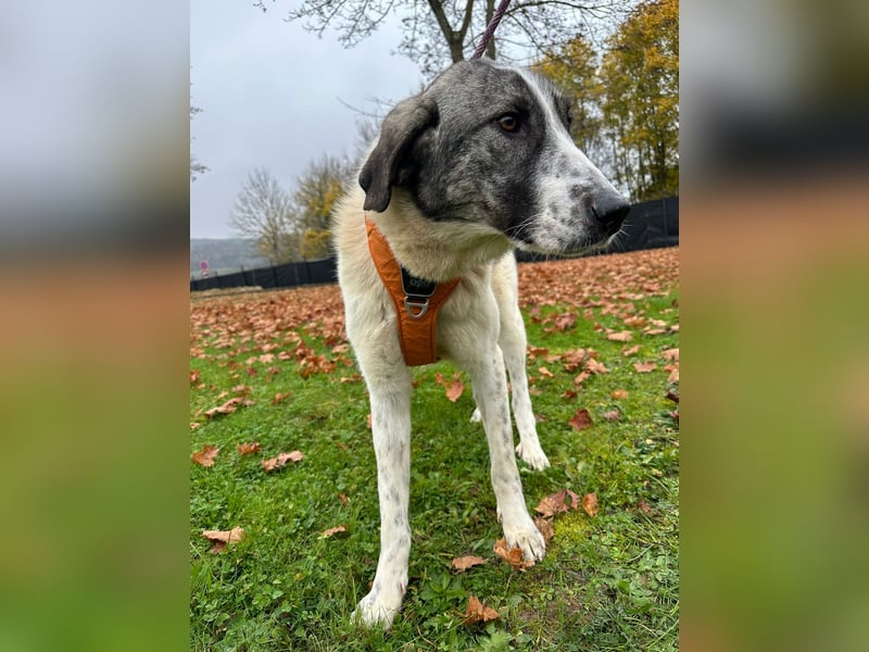 Die hübsche MAUDE sucht ein liebevolles Zuhause