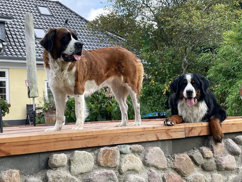 Welpen Bernhardiner Bernersennen