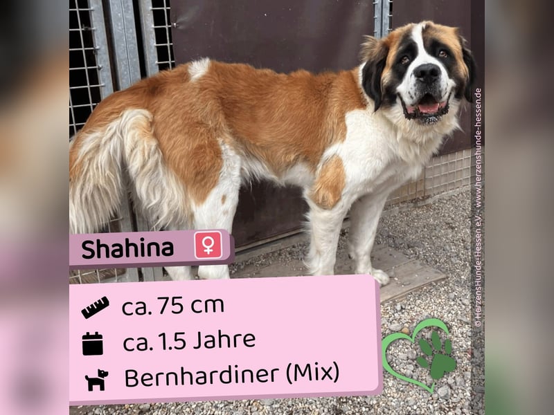 Shahina