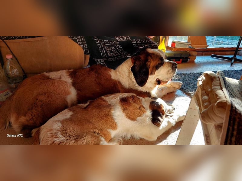 Mira sucht eine neue Familie…freundlich und aktiv