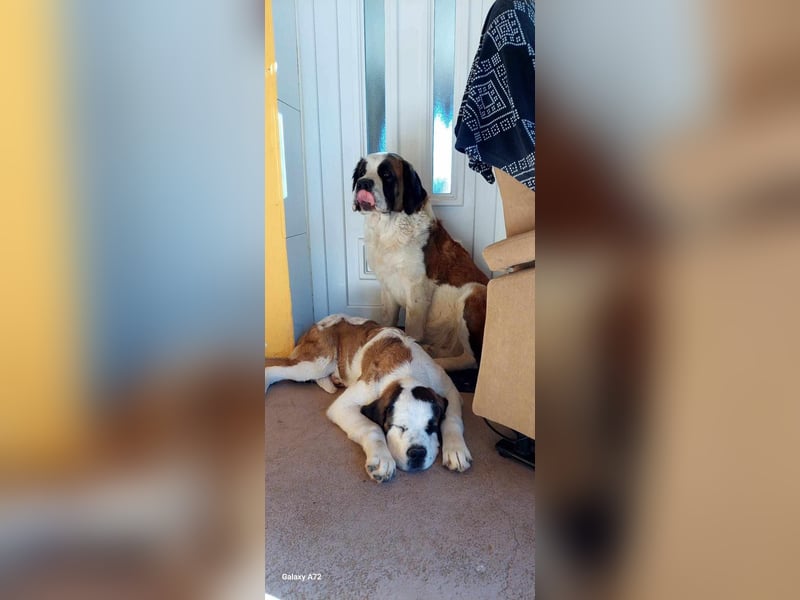 Mira sucht eine neue Familie…freundlich und aktiv