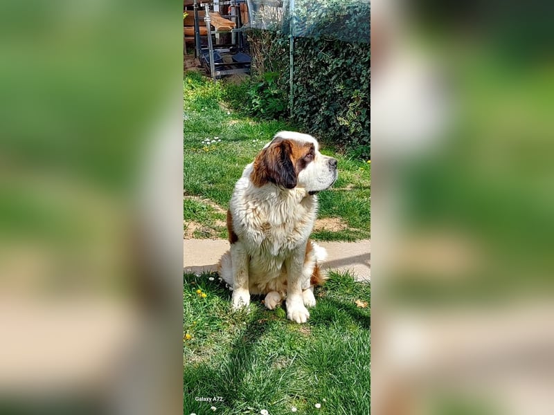 Mira sucht eine neue Familie…freundlich und aktiv