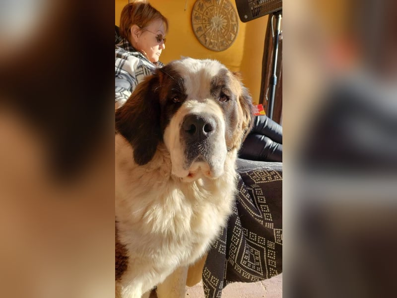 Mira sucht eine neue Familie…freundlich und aktiv